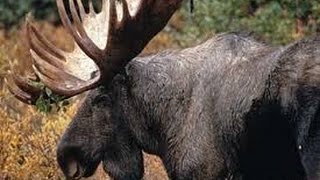 Охота на лося на гону . С пометкой - срочно!(Охота на лося на гону Наш второй канал ES http://www.youtube.com/channel/UCGf7I0-zxNIx648rHcKG8fA., 2015-09-03T09:16:16.000Z)