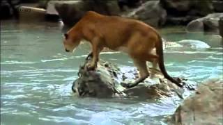 Медвежонок против пумы.avi(, 2012-07-27T04:30:12.000Z)