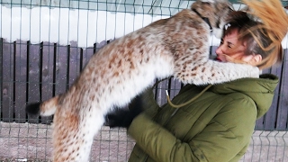 5 причин НЕ ЗАВОДИТЬ РЫСЬ. Часть 2(Канал с АНАКОНДАМИ здесь: https://www.youtube.com/channel/UC8Y0l00QUyFAe5fTELX-KRw Инстаграм Кати: https://www.instagram.com/katyabobcat/ . 2017-02-03T11:30:33.000Z)