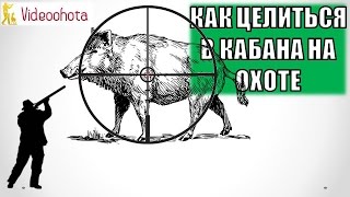 Как ПРАВИЛЬНО целиться в кабана на охоте? Videoohota(Как целиться в кабана на охоте! http://www.dyplet.com/ Какое #упреждение делать и в какие самые убойные места кабана. 2016-10-18T16:06:45.000Z)