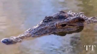Crocodile Attack. Атака крокодила. Нападение крокодилов. Крокодилы на охоте. Крокодил.(Crocodile Attack. Атака крокодила. Нападение крокодилов., 2016-04-02T22:24:45.000Z)