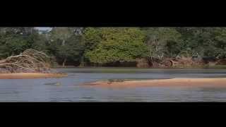 Охота ягуара на крокодила! - видео про животных.(смотреть захватывающее видео - ягуар атакует крокодила! https://youtu.be/rdgomApcnaQ., 2015-07-11T09:04:46.000Z)