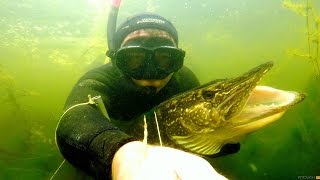 Подводная охота на “крокодила“ Щука 10кг .(PIKE 10kg) .spearfishing for PIKE. 1080p.(Подводная охота на “крокодила“ #Щука 10кг .(PIKE 10kg) .#spearfishing for #PIKE. ▱▱▱▱▱▱▱▱▱▱▱▱▱▱▱▱▱▱▱▱▱▱▱▱▱▱. 2016-11-17T11:42:14.000Z)