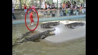 Как пройти по крокодилам? Смотрите видео охоты крокодилов на смельчака(Антон