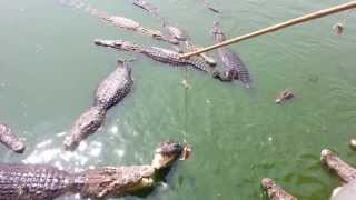 Крокодилы на охоте. (Голодные крокодилы выработали свою стратегию охоты!, 2014-01-26T07:09:25.000Z)