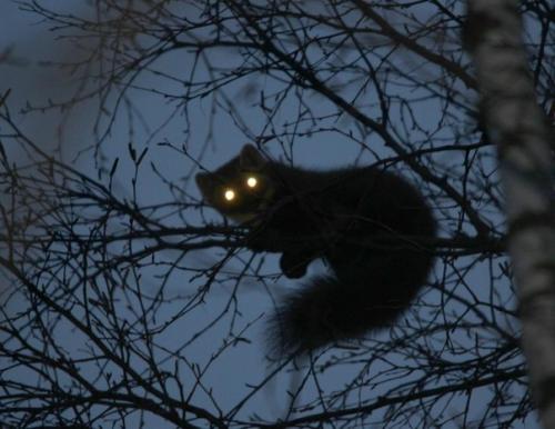 Ночная охота на куницу.