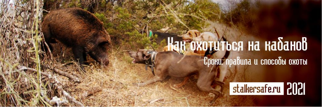 Как охотиться на кабанов, виды и особенности охоты