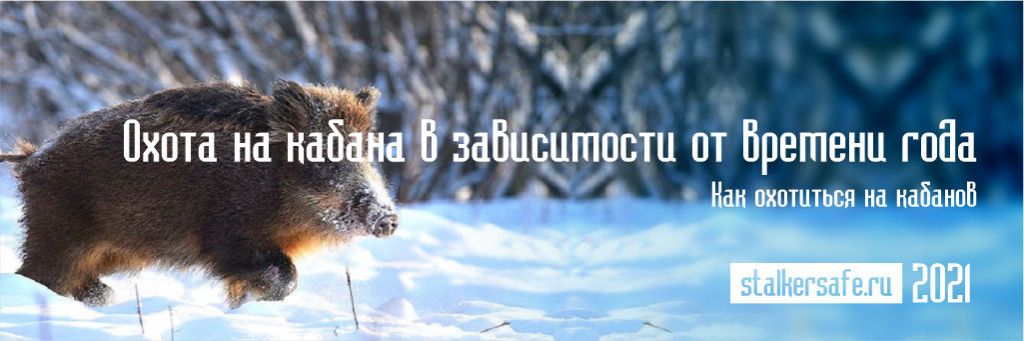 Охота на кабана в зависимости от времени года
