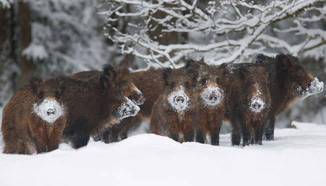 Питание кабана зимой
