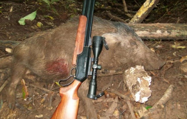 Оружие для охоты на кабана