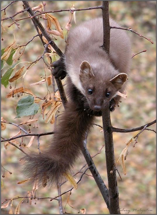 охота на куницу