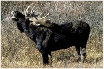 Охота на лося в Сосновом бору