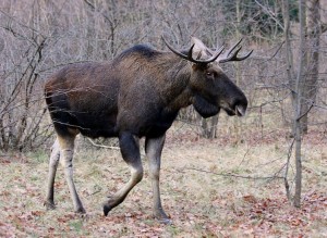 Лось вечной