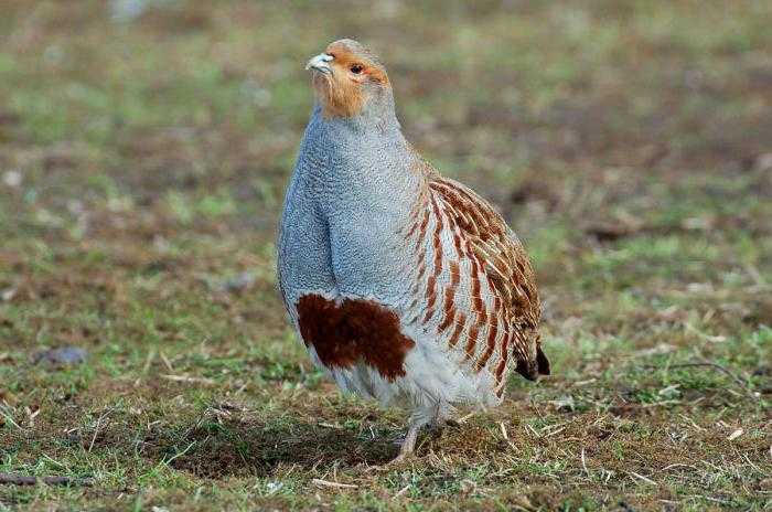 Болотно-луговая, полевая и степная дичь