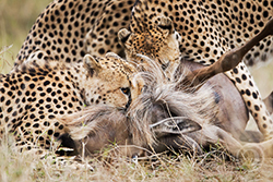 гепарды поймали гну