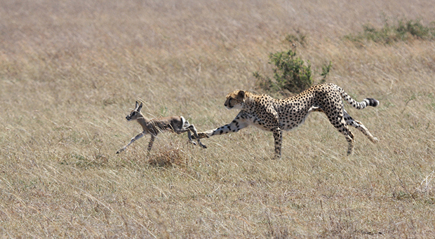 гепард на охоте