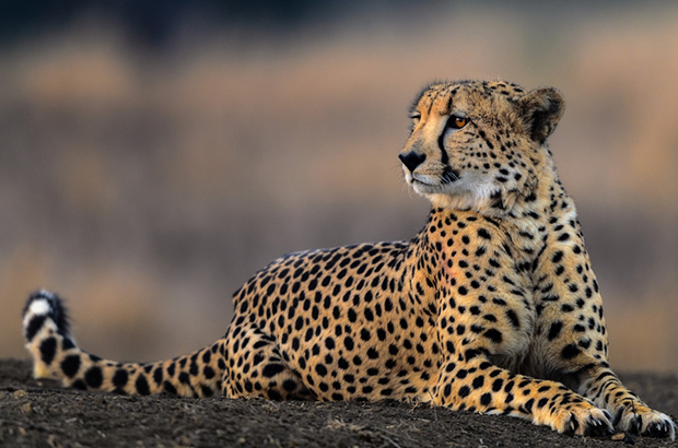 гепард отдыхает в тени