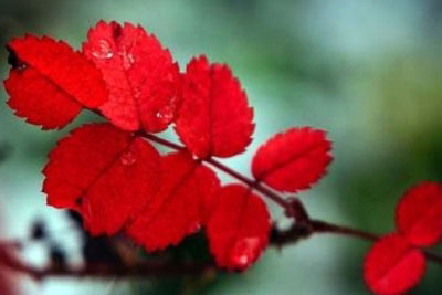 Лист осенний