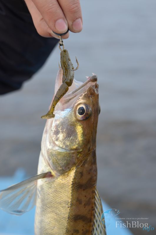 Судак на Gambler TZ