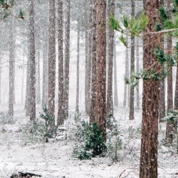 Диктанты на тему "Зима" для 3 класса