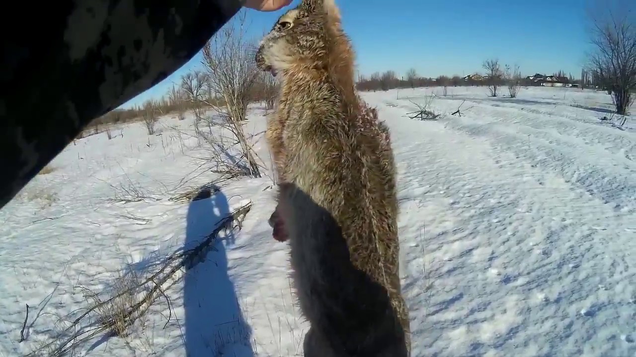 kak-ohotitsja-na-zajca
