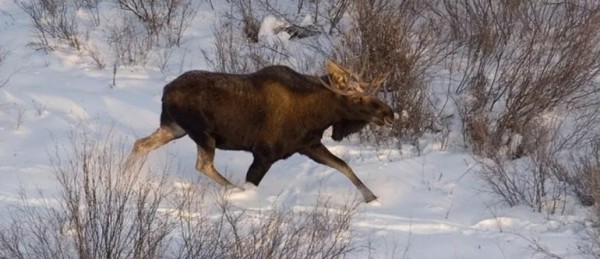 Как охотиться на лося