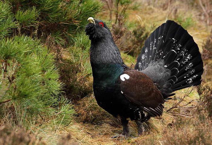 охота на глухаря зимой