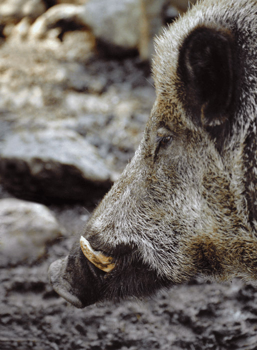 Охота на кабана, охота на кабана на овсах, охота на кабана из засидки, охота на кабана ночью, охота на кабана на кабаньих переходах, безопасность на охоте на кабана, как стрелять кабана на охоте