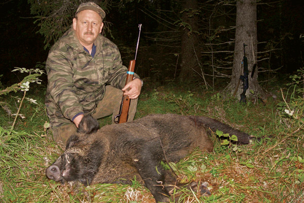 Охота на кабана, охота на кабана на овсах, охота на кабана из засидки, охота на кабана ночью, охота на кабана на кабаньих переходах, безопасность на охоте на кабана, как стрелять кабана на охоте