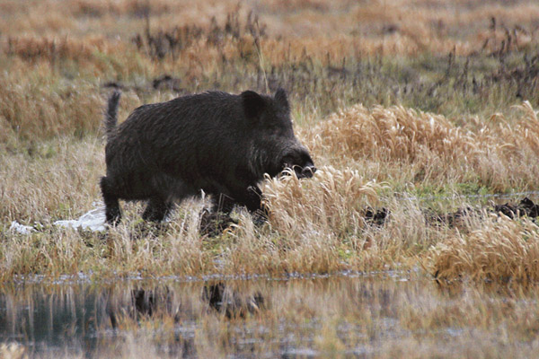 Охота на кабана, охота на кабана на овсах, охота на кабана из засидки, охота на кабана ночью, охота на кабана на кабаньих переходах, безопасность на охоте на кабана, как стрелять кабана на охоте