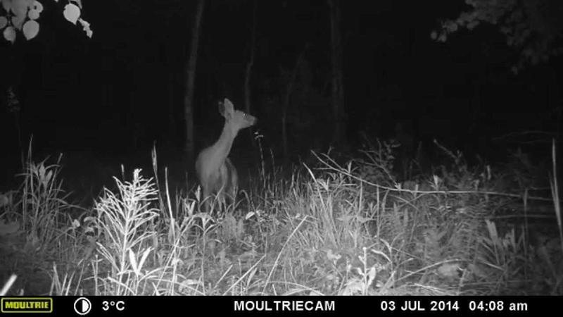 Косуля в приборе ночного видения