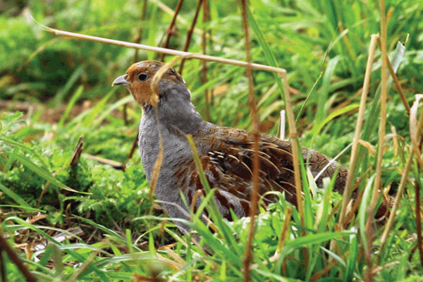 Охота на куропатку, ружье для охоты на куропатку, патроны для охоты на куропатку, стрельба по куропаткам, охота на куропаток, охота на серую куропатку, охота на куропаток с собакой, стрельба куропаток