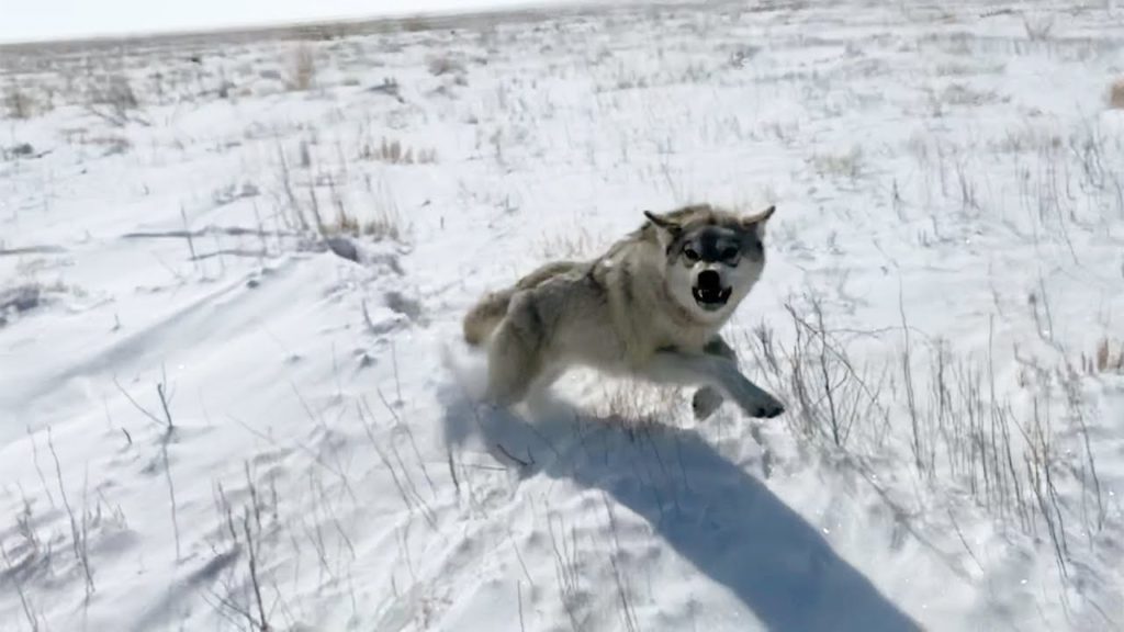 охота на волков