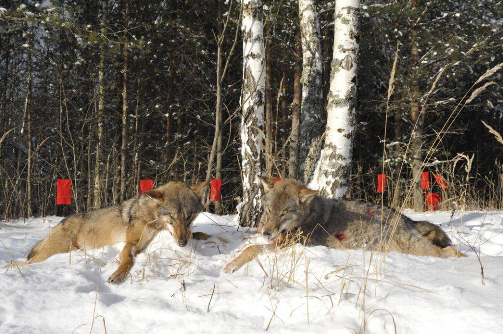 охота на волков