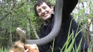 Матерая гадюка и ее семейство((из общения вКонтакте) С.Е.: Я бы хотел найти Королевскую кобру и сетчатого питона-людоеда. У Остина Стивенса. 2013-05-19T07:50:43.000Z)