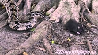 Гремучая змея против крысы. Дикая природа 2015(Подписывайтесь на канал., 2014-12-13T12:16:57.000Z)