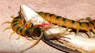 ВЕРСУС СКОЛОПЕНДРЫ. ЭПИЧНЫЕ БИТВЫ МНОГОНОЖКИ. (Новый выпуск Версуса, в котором я покажу самые эпичные битвы мерзкой многоножки Сколопендры. Сколопендра. 2016-05-25T09:56:39.000Z)