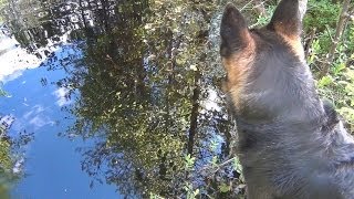 Гадюка укусила Собаку. Укус гадюки. Гадюка черная(На прогулке в Лесу, собака случайно наткнулась на змею. В результате этого - гадюка укусила собаку. Укус. 2014-06-26T16:13:47.000Z)