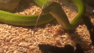 Как кормят змей. Жесть! Как ест змея ?how to feed the snakes(how to feed the snakes Как ест змея мышей? Змея кусает свою жертву и вводит яд. Как кормят змей мышами .Потом ждет пока. 2016-04-12T14:13:49.000Z)