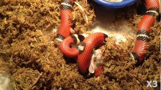 Змея охотится и съедает мышь. Слабонервным и сердоболам смотреть не рекомендуется.(Королевская змея Кэмпбелла охотится на мышь. На видео последняя удачная попытка. Мышь куплена в зоомагазин. 2015-02-16T08:28:01.000Z)