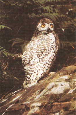 Пестрое в крапинку оперение самки делает ее почти незаметной на гнезде.