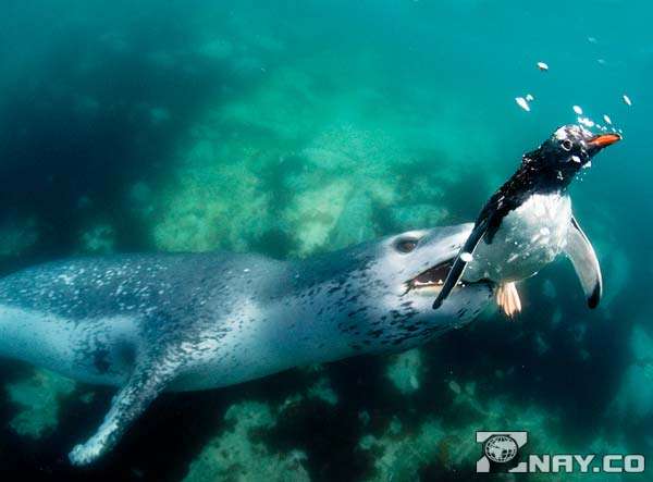 Напал в воде на пингвина