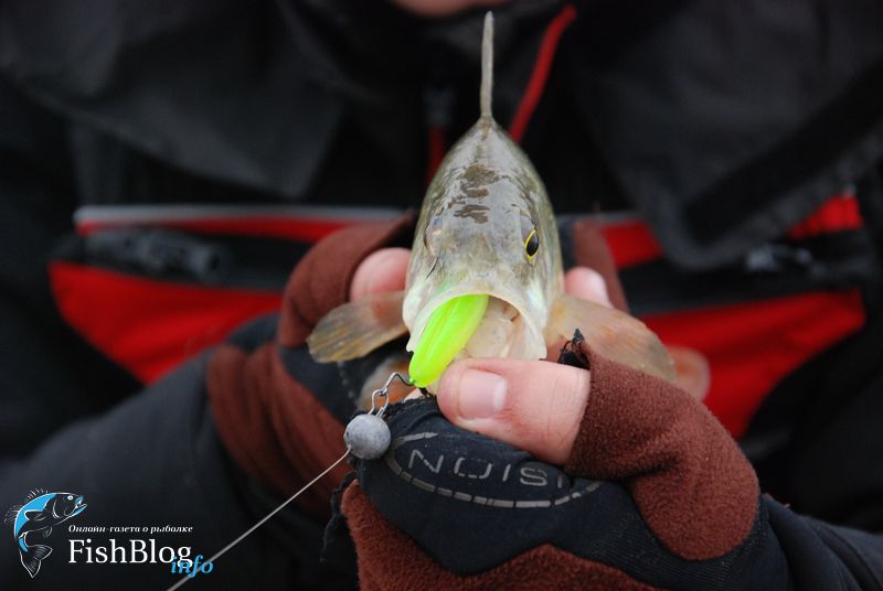 Окунь на Gambler TZ