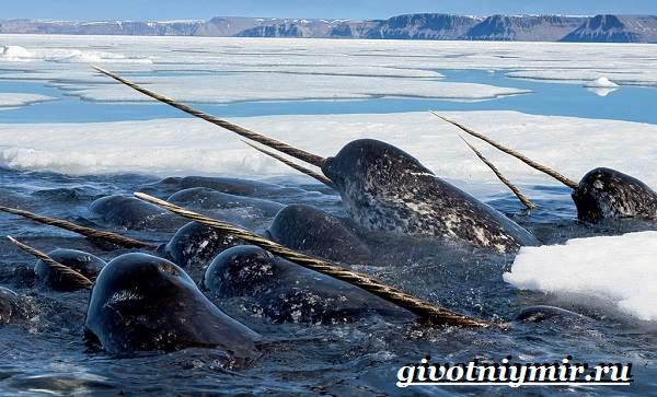 Нарвал-животное-Образ-жизни-и-среда-обитания-нарвала-2