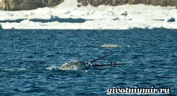 Нарвал-животное-Образ-жизни-и-среда-обитания-нарвала-3