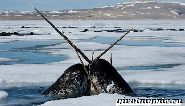 Нарвал-животное-Образ-жизни-и-среда-обитания-нарвала-4