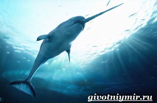 Нарвал-животное-Образ-жизни-и-среда-обитания-нарвала-9