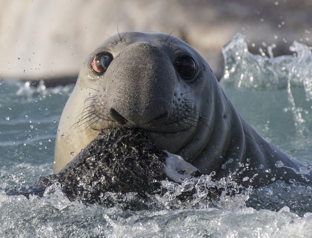 Морской слон