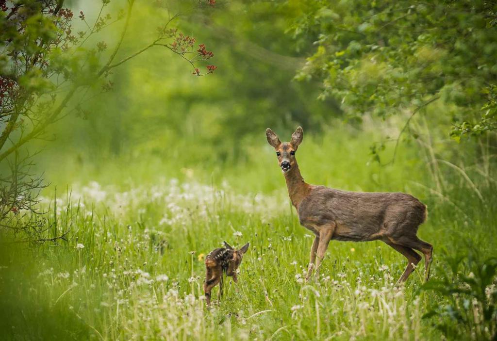 Как манить косулю