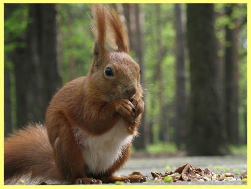 Белка среда обитания фото